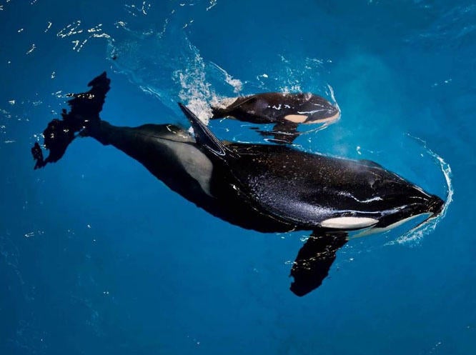 Last Baby Orca Born In Captivity At SeaWorld Park Dies Company Says Last Baby Orca Born In Captivity At SeaWorld Park Dies Company Says