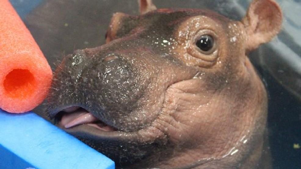 Baby Hippo Lifts Spirits At Ohio Zoo That Faced Backlash For