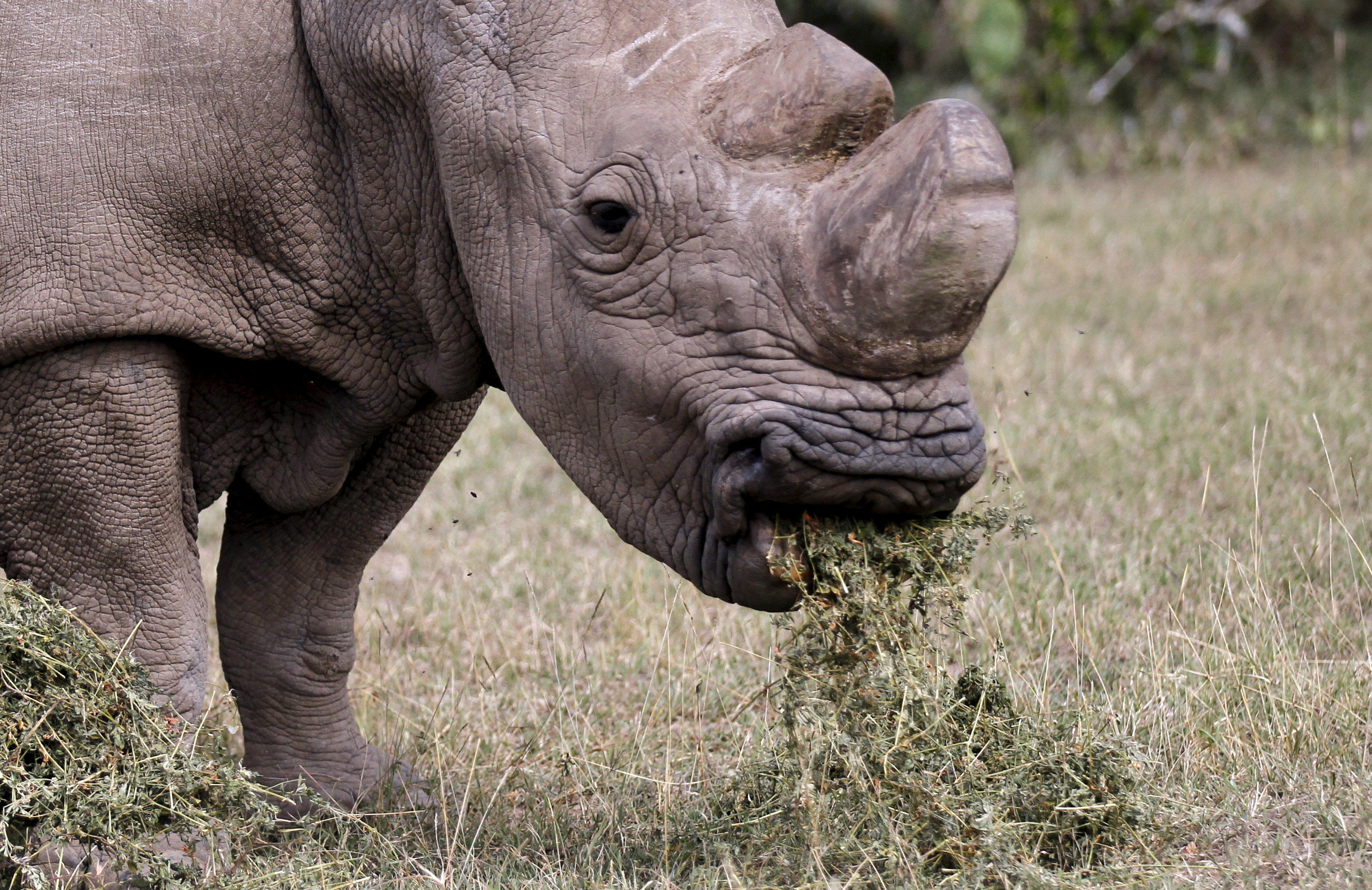 World’s last white rhino male Sudan joins Tinder to save species - CBS News