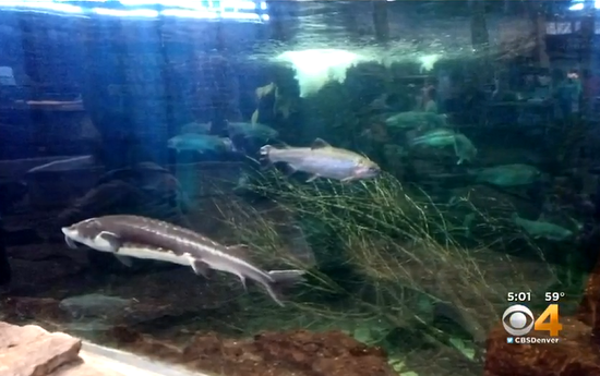 cabela's aquarium