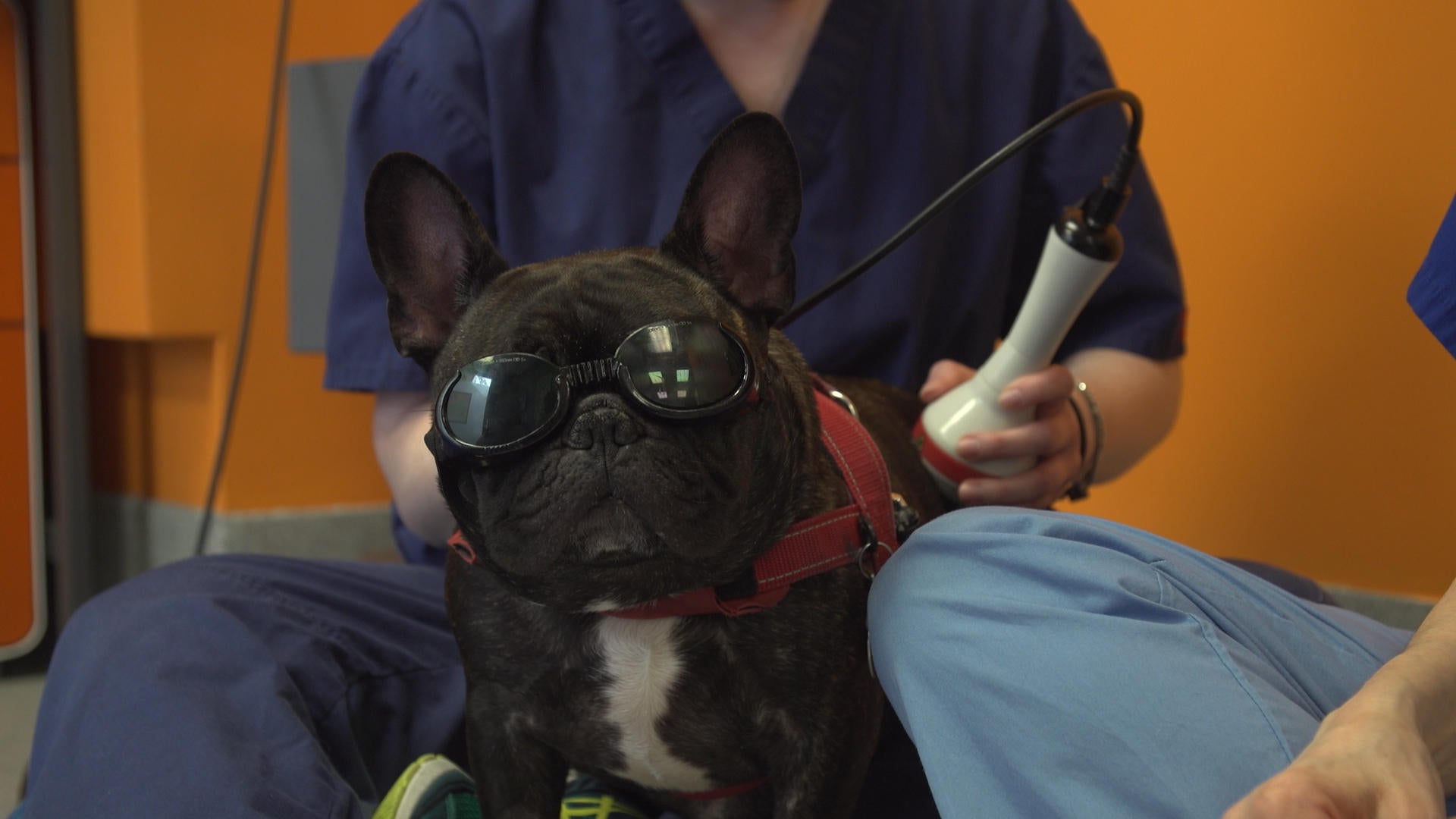 Laser therapy makes dogs look cool, feel even better CBS News