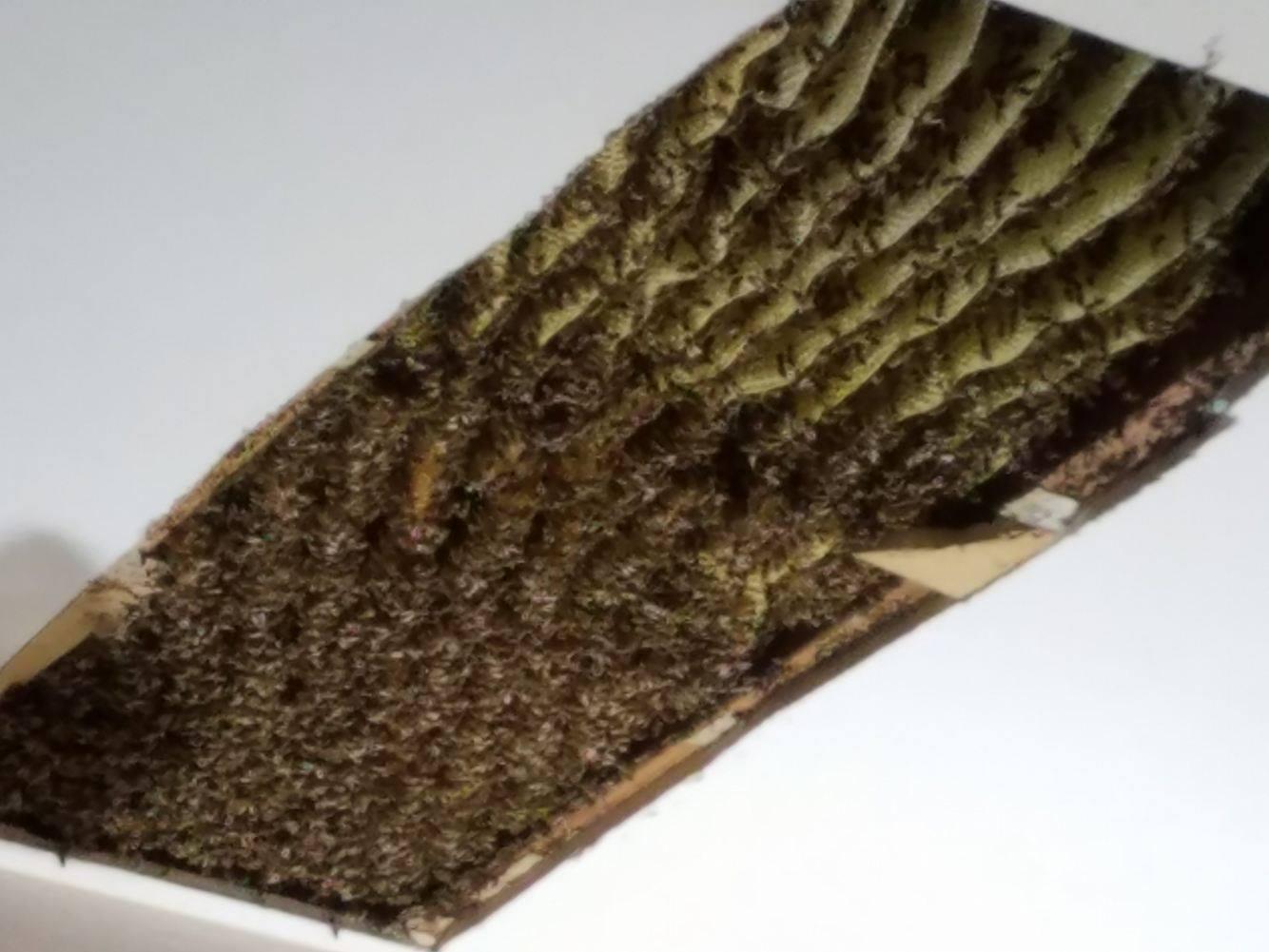 120 000 Bees 6 Foot Long Honeycomb Found In Woman S Ceiling