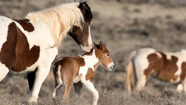 Nature Up Close Domestic And Wild Horses Cbs News