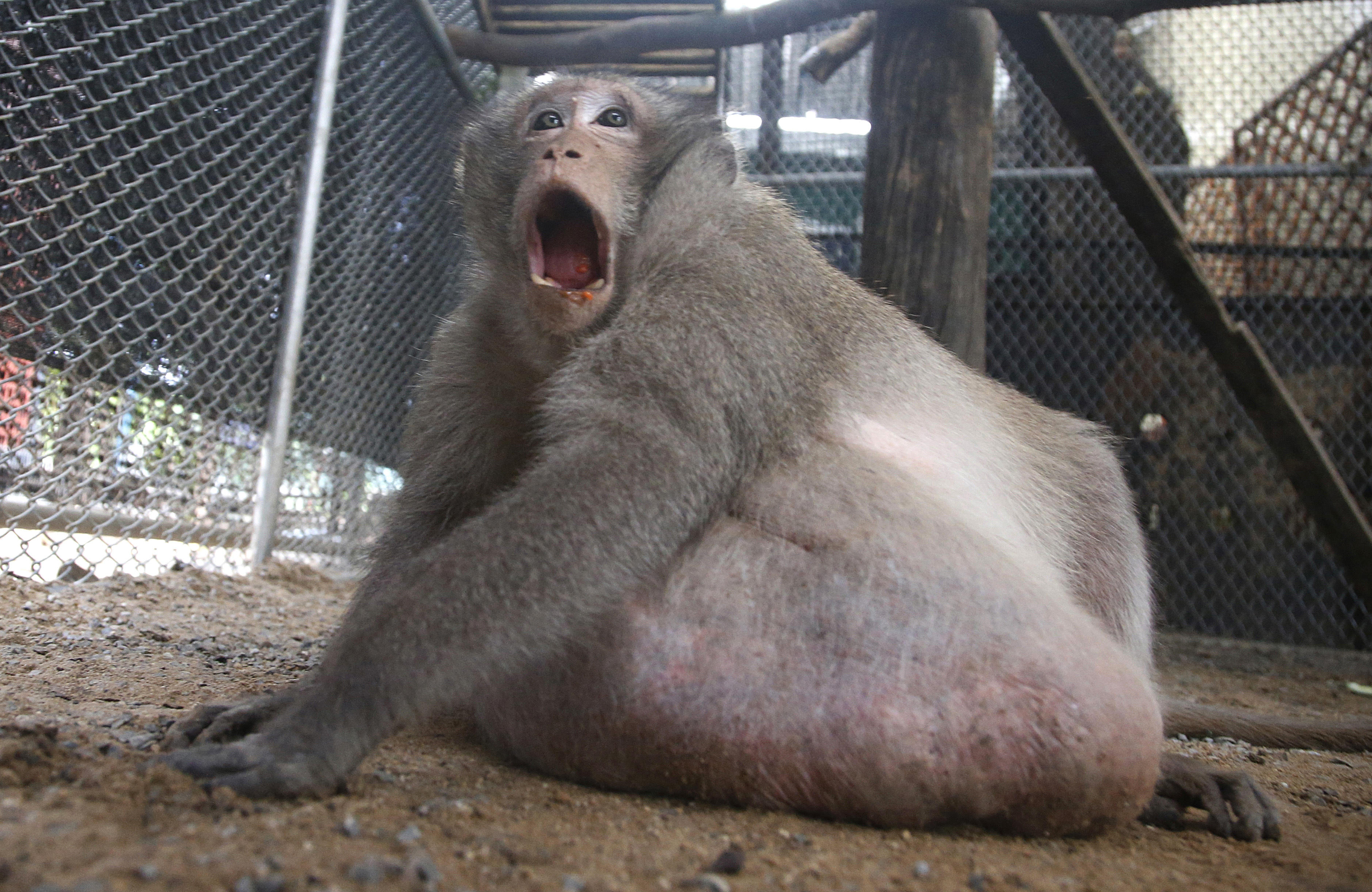 fat papa monkey safari