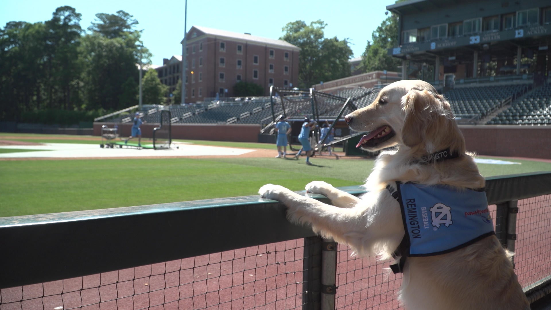 UNC baseball introduces team service dog and it's a total home run CBS News