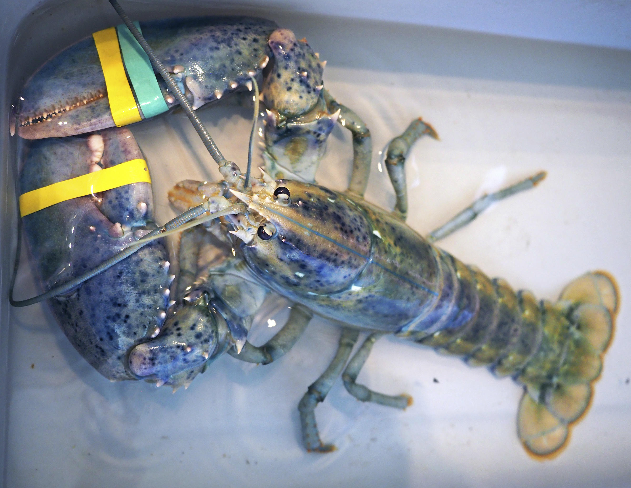 New Hampshire Man Captures Rare Blue Lobster Donates To Science Cbs News