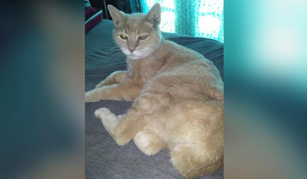 Stubbs, small Alaska town's honorary cat mayor, dead at 20 family