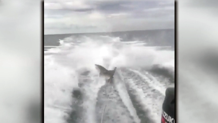 Officials identify men in video showing shark being dragged behind boat ...