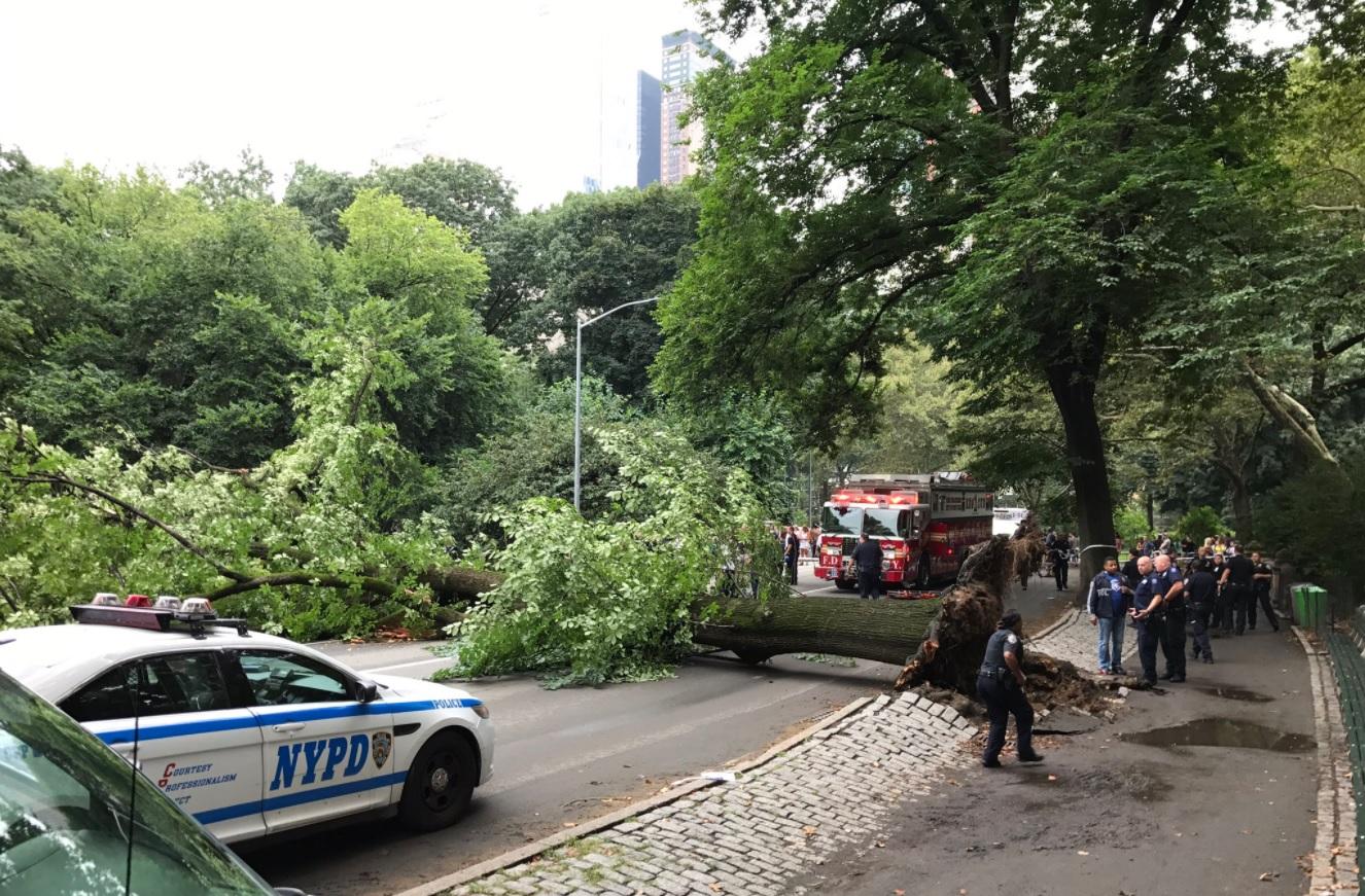 Massive Tree Falls On Several People In New Yorks Central Park CBS News