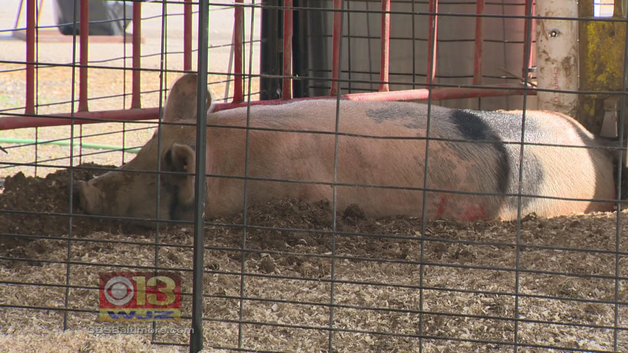 Swine flu found in 5 people after coming into contact with pigs at county fairs