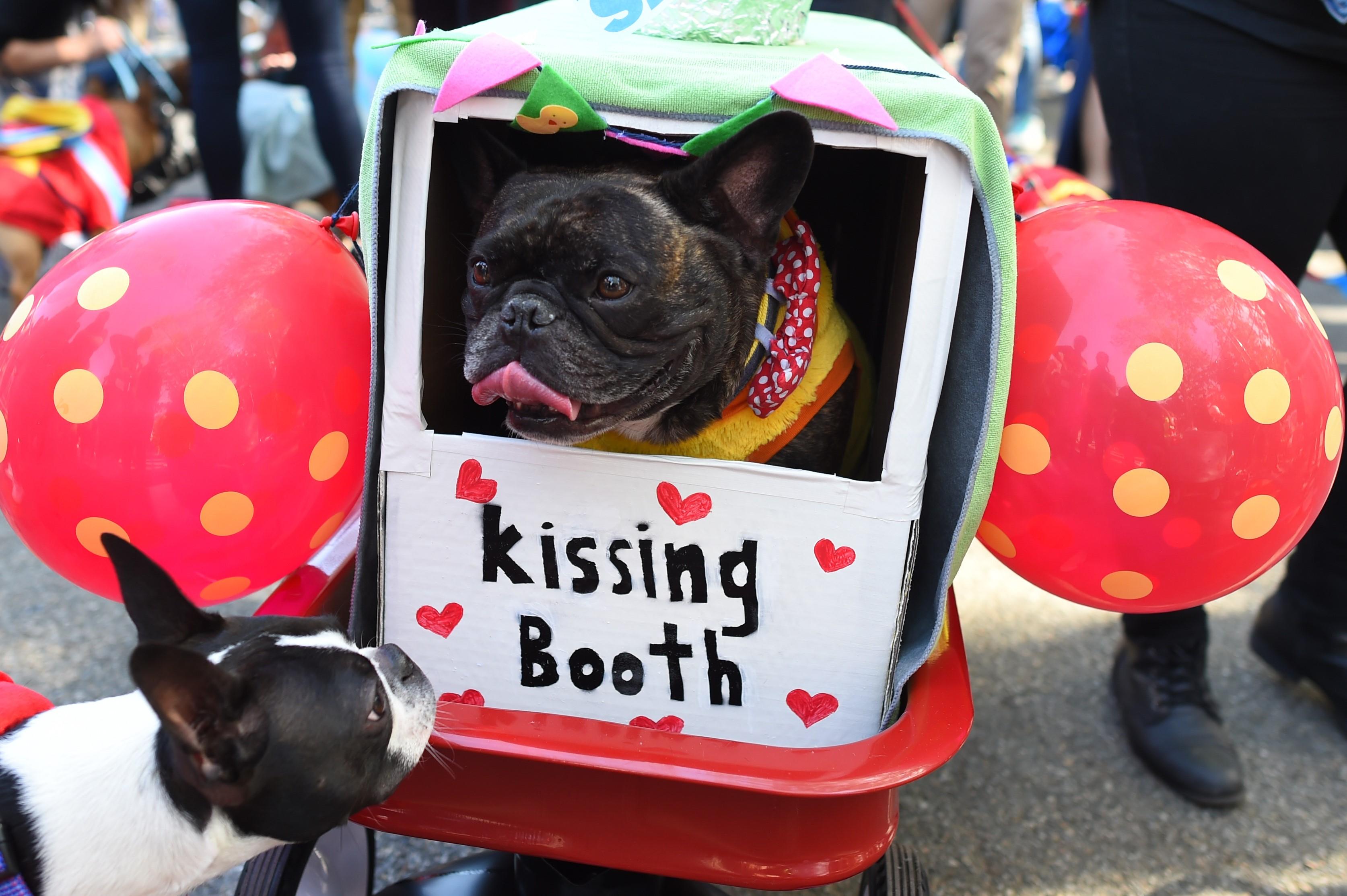 Dogs show off costumes for New York City's Halloween parade CBS News