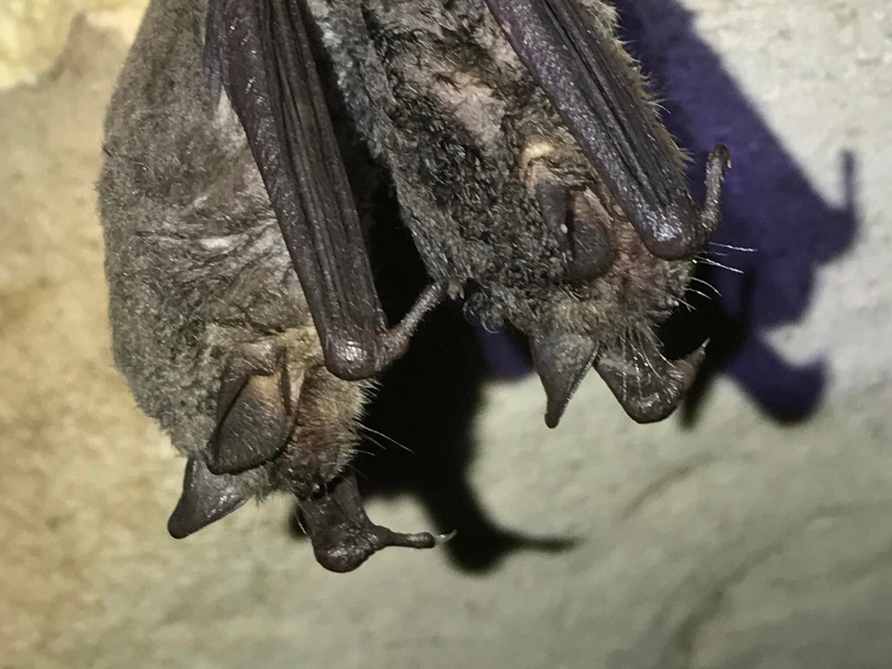 behind the scenes filming bats cbs news behind the scenes filming bats cbs news