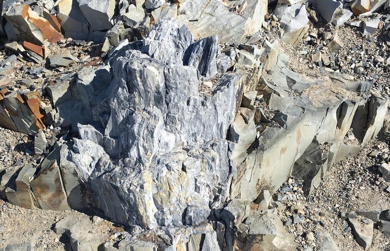 Ancient fossil forest discovered in Antarctica CBS News