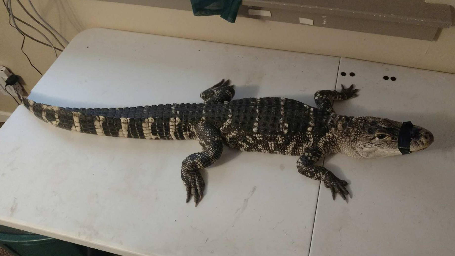 alligator foot arrested york police
