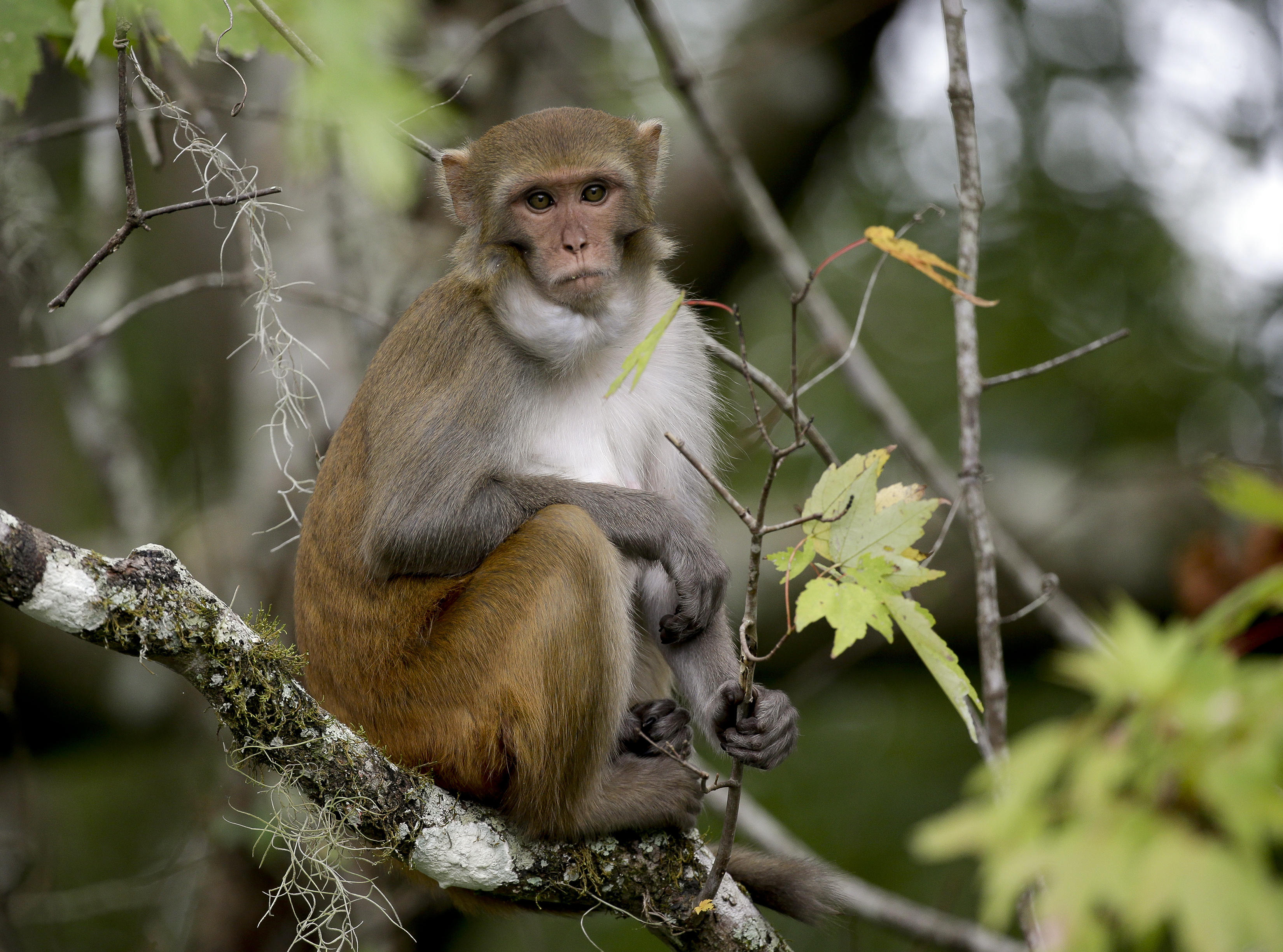 Wild Florida Monkeys Could Pass Herpes To People Researchers Warn   Ap 17347595951300 