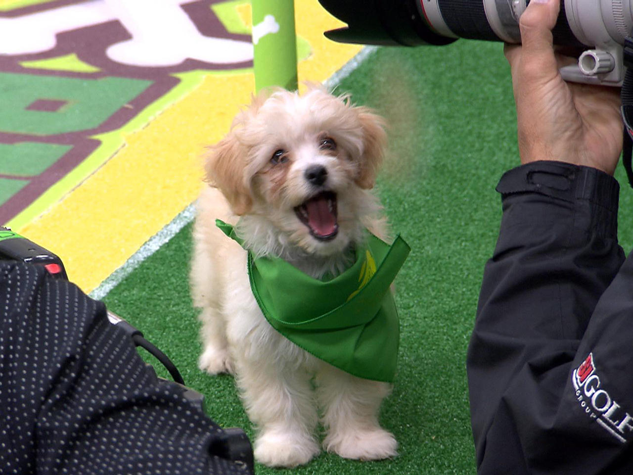 the puppy bowl 2018