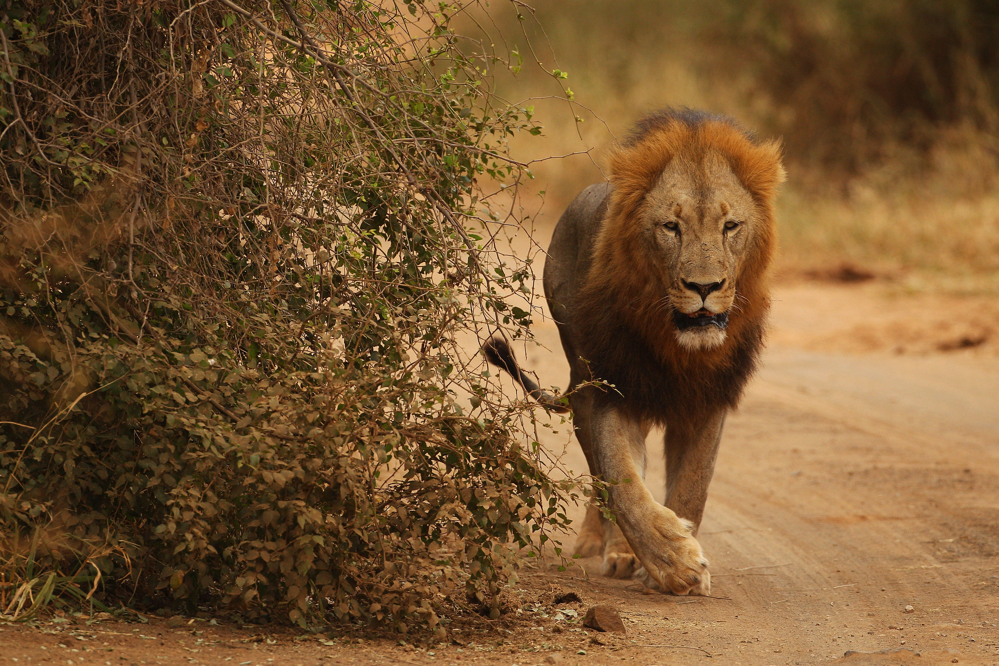 Lions kill suspected poacher in South Africa - CBS News