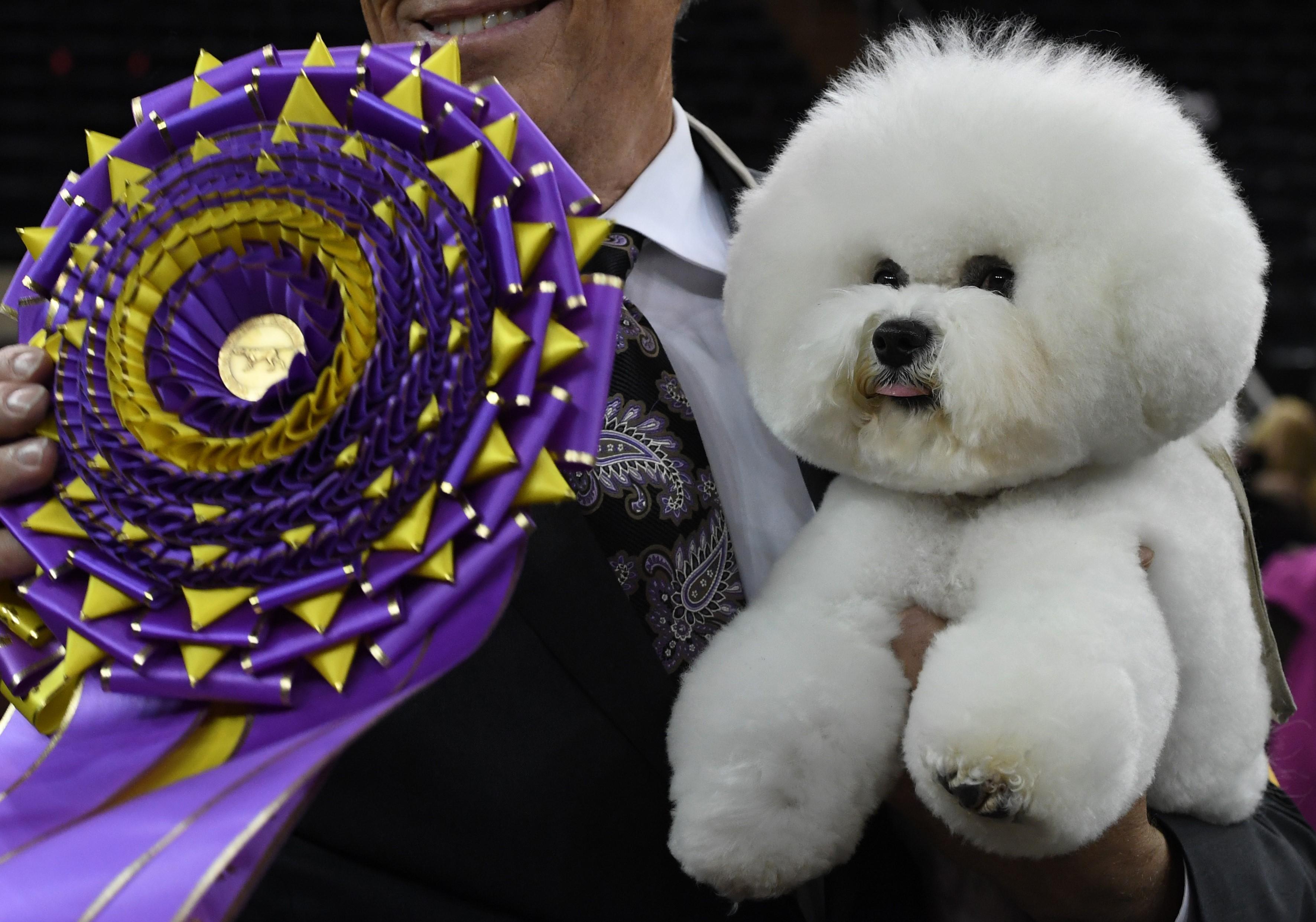 2018 westminster best in show