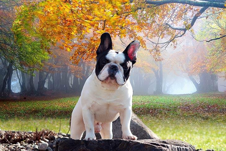 best selling dog breeds