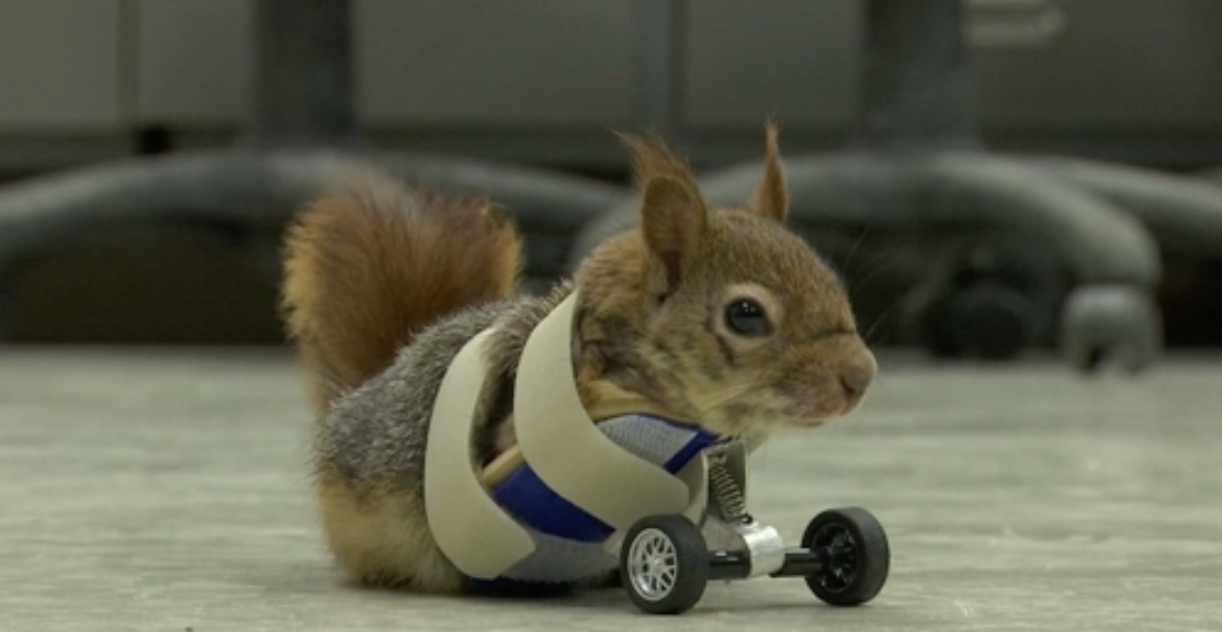 Squirrel Gets Prosthetic Wheels After Losing Arms In Trap Cbs News
