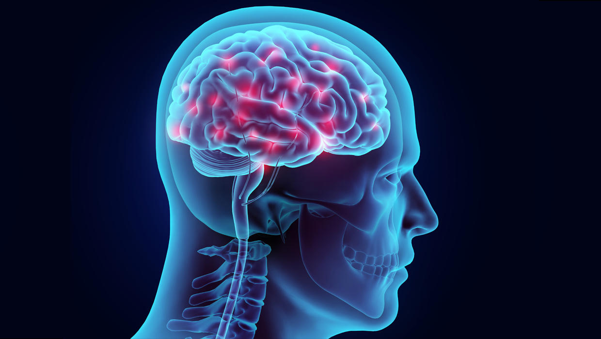 Older adults can still grow new brain cells, study finds ...