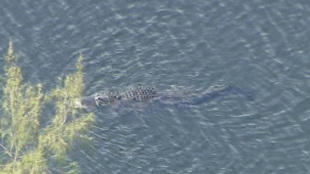 Woman missing after reported alligator attack in Florida  CBS News