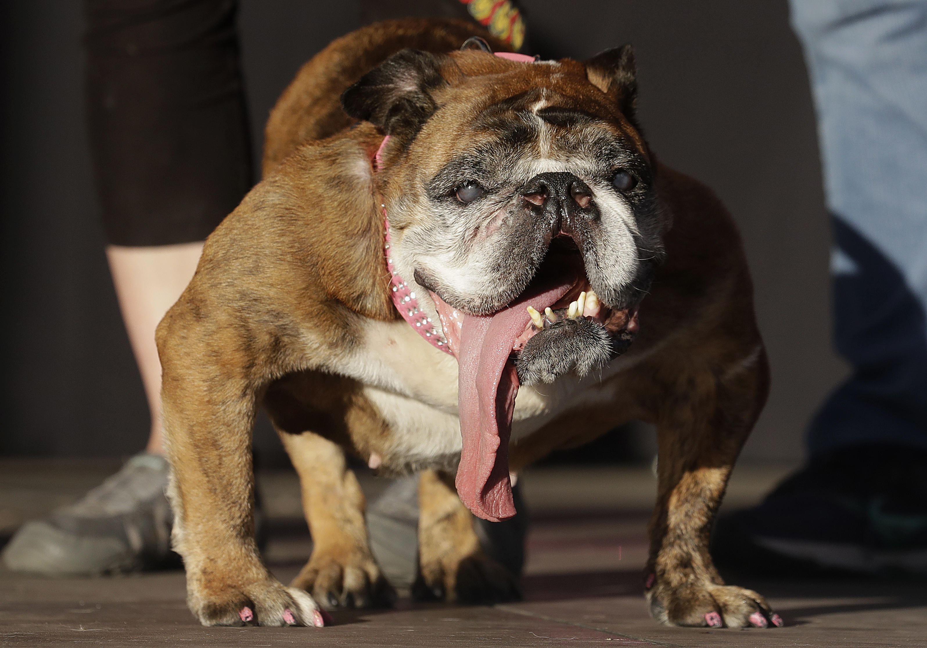 World's Ugliest Dog 2018: Zsa Zsa the English bulldog wins ...