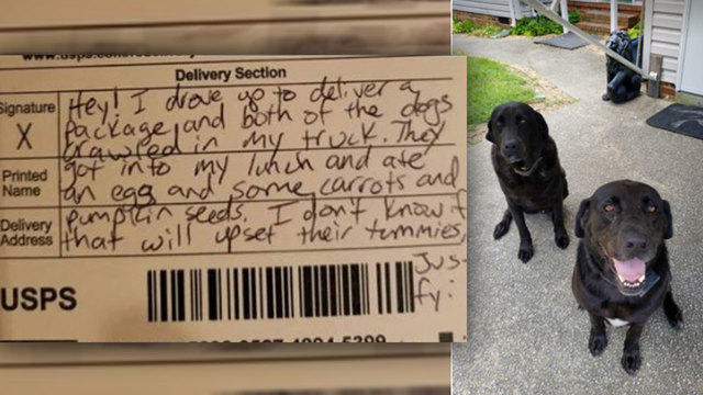Dogs steal mail carrier's lunch, then their apology note goes viral - CBS  News