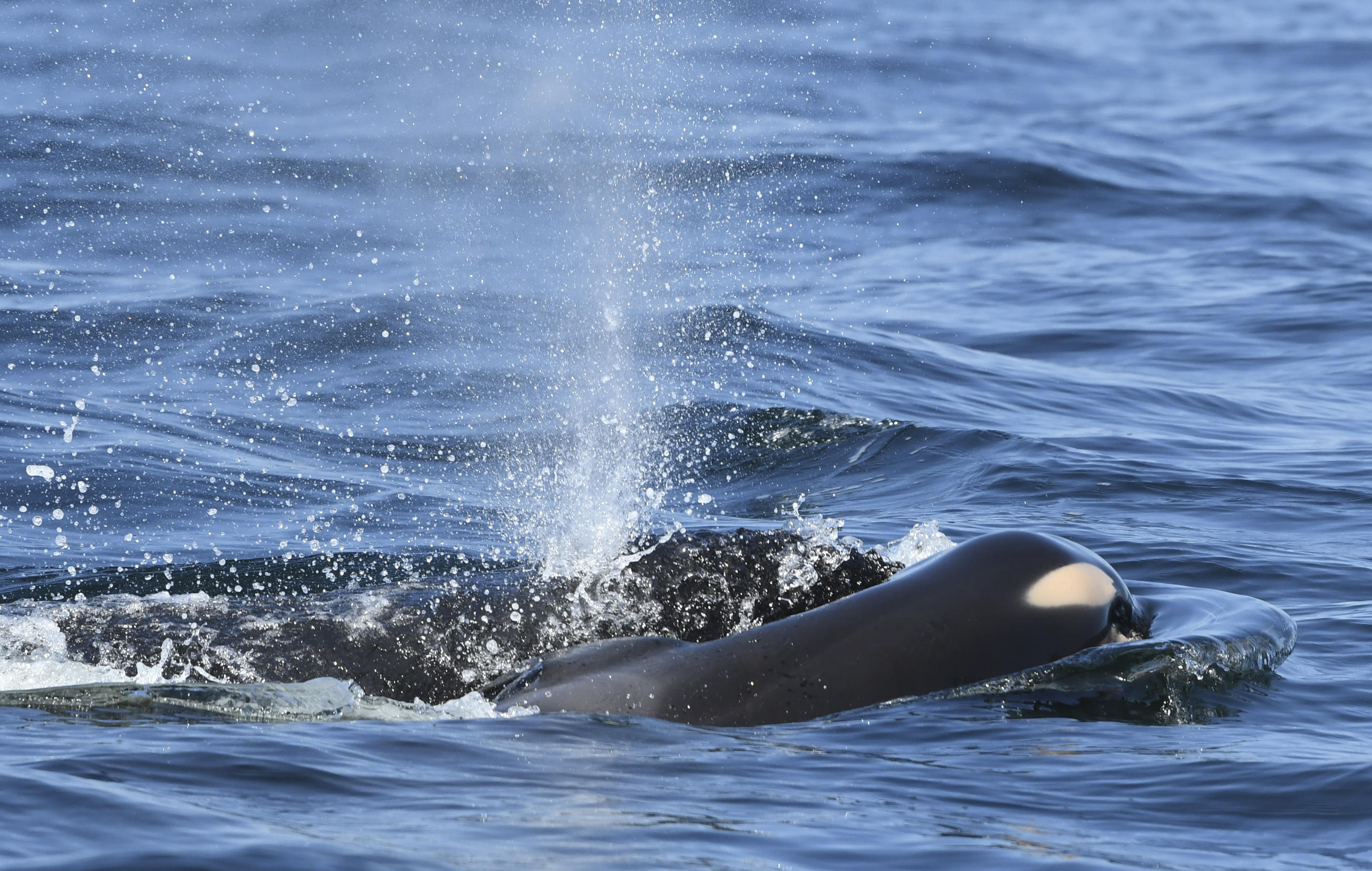 Grieving Orca Still Carrying Her Dead Calf More Than 2 Weeks Later Cbs News