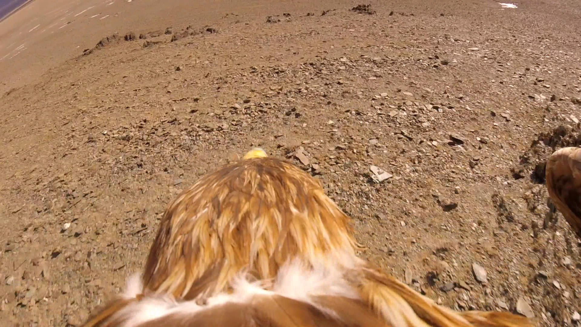 How 60 Minutes Put A Camera On An Eagle For A Birds Eye