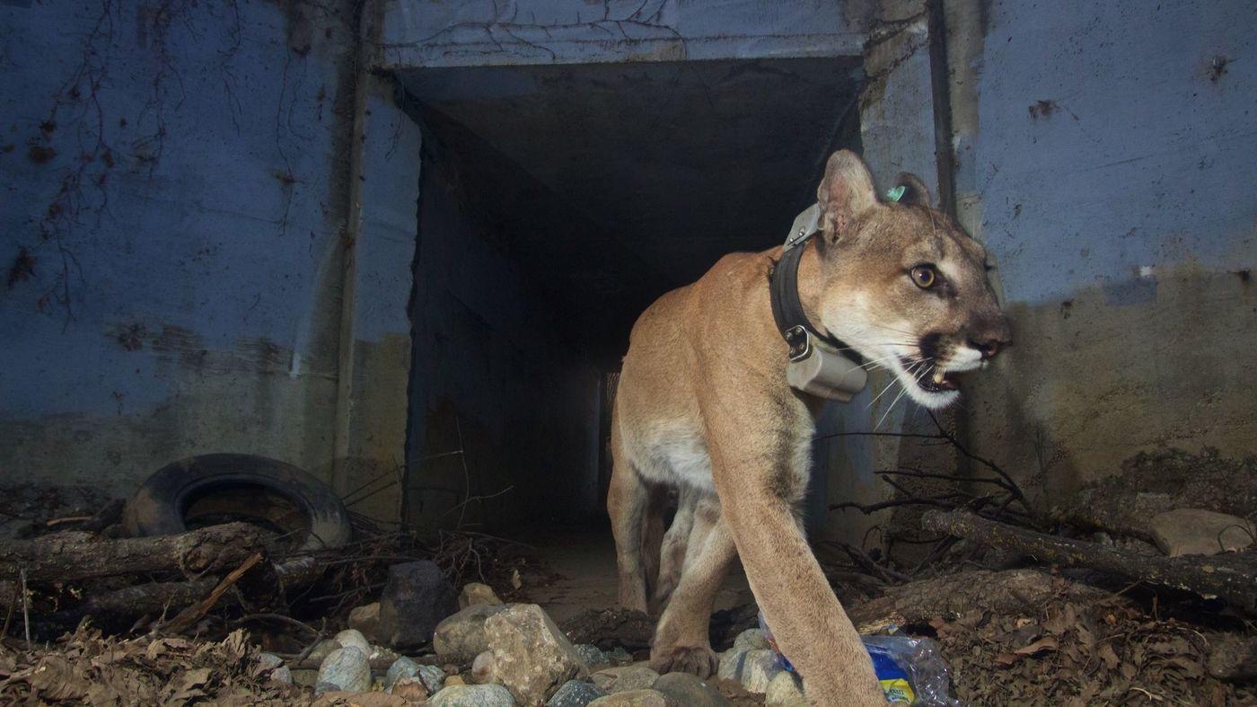 Mountain lion found dead weeks after surviving California wildfire - CBS News