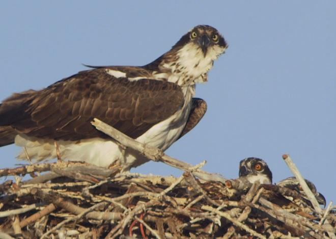 Nature Up Close How Birds Eyes Are Different From Other