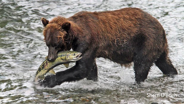 Nature up close: Salmon, a keystone species in the Pacific Northwest CBS News