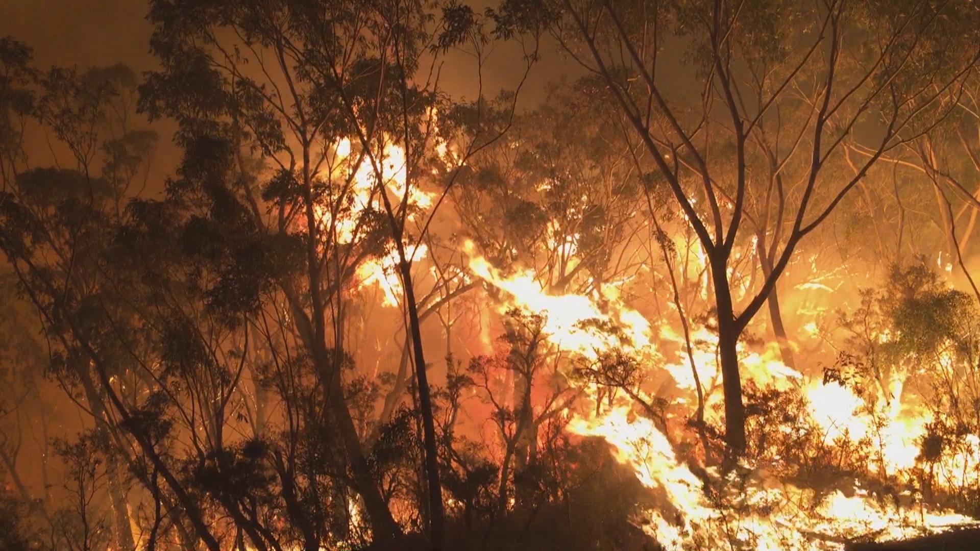 Nearly 15 Million Acres Burned In Australian Wildfires Killing Almost Half A Billion Animals Fox 59