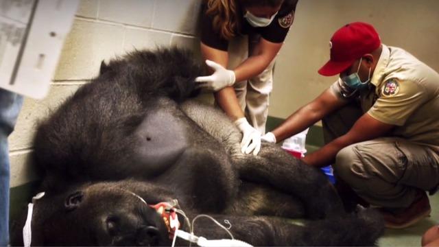 How Much Does A Zookeeper Make At The Bronx Zoo