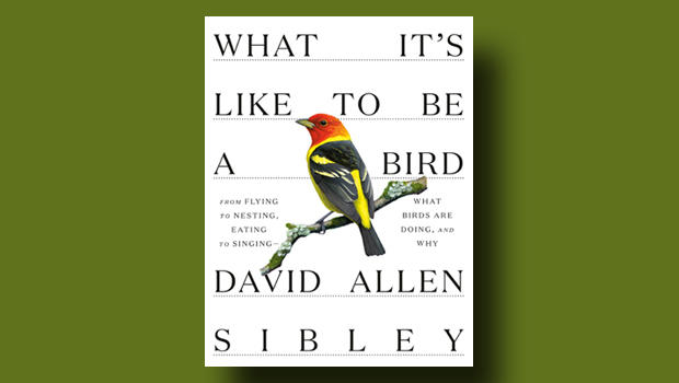 Book Excerpt David Allen Sibley S What It S Like To Be A Bird Cbs News