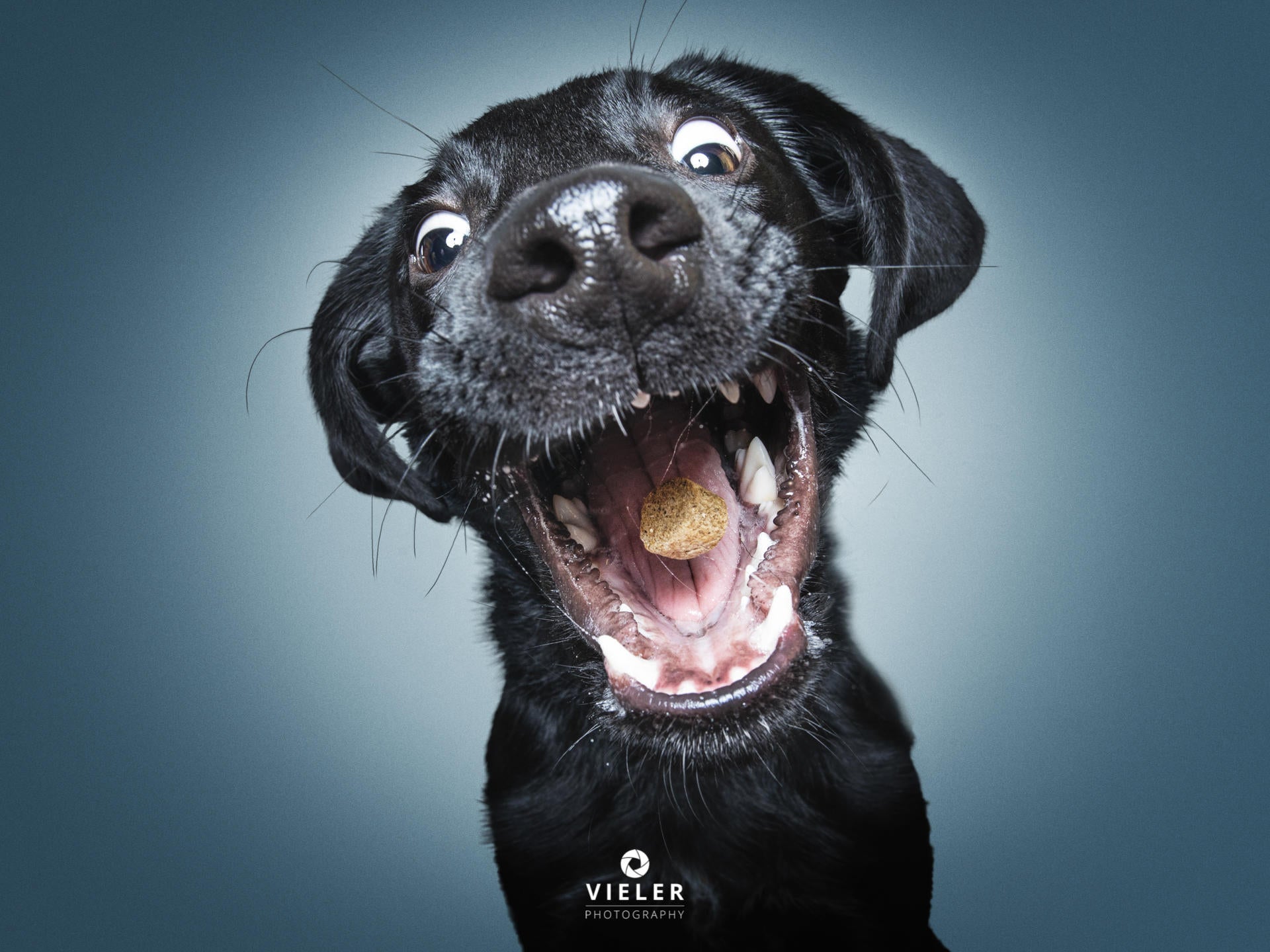 Flying Treat Just 54 Photos Of Dogs Getting Treats Cbs News