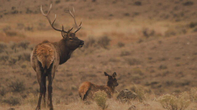 A look at Yellowstone National Park 