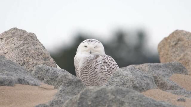 Nature: Snowy owls 