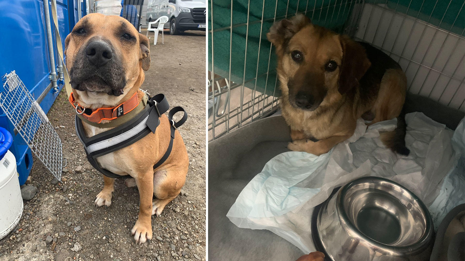 Una organización benéfica de animales dice que más de 100 perros de refugio que han sobrevivido al hambre en la Ucrania devastada por la guerra se han mudado a la frontera de Polonia.