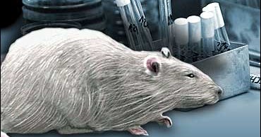 Rats On Drugs - CBS News