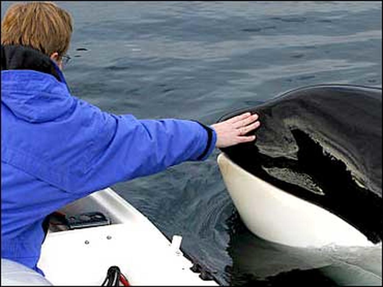 Killer Whales On The Hunt Photo 1 Cbs News