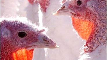 The Great Turkey Race CBS News