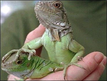 Iguana meat worth 1600 seized at USMexico border CBS News