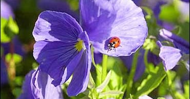 Plants That Can Stand The Heat CBS News