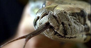 Afraid Of Snakes? It May Be Hardwired CBS News