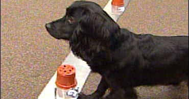 Can Dogs Smell Their Own Cancer Can Dogs Smell Their Own Cancer