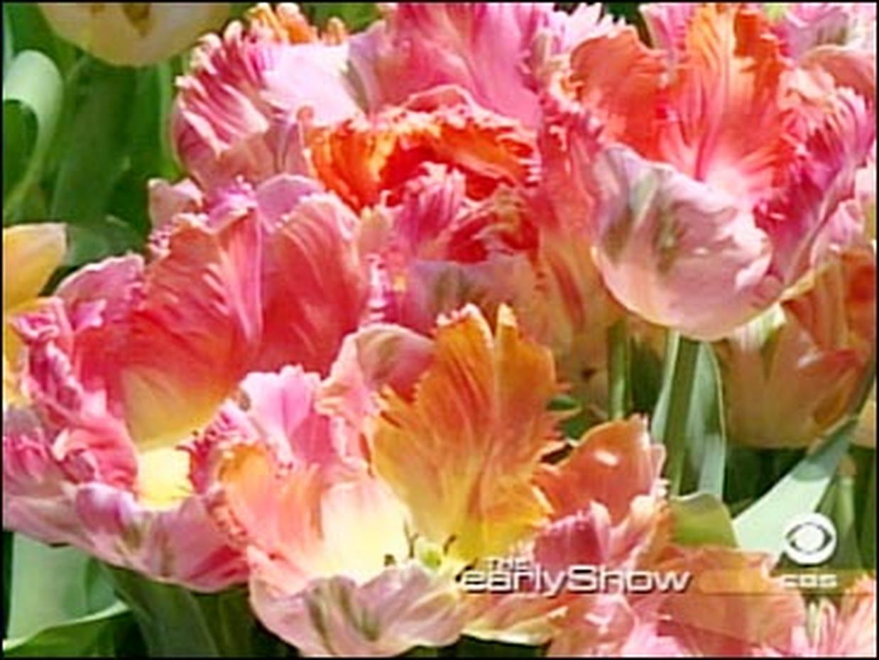 The Flower Show - Photo 5 - CBS News