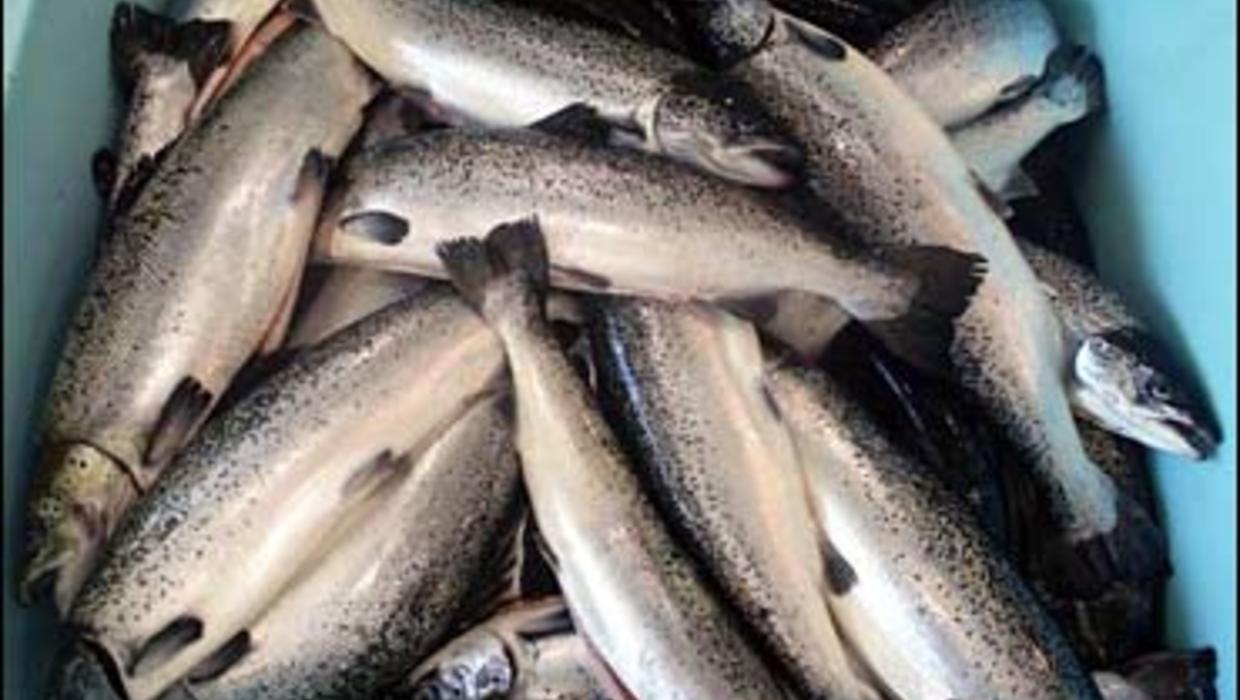 Atlantic Salmon Shortage's Ripple Effect CBS News