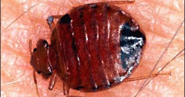 Don't Let the Bedbugs Bite You CBS News